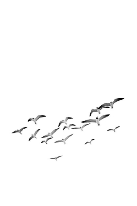Picture of BIRDS 2