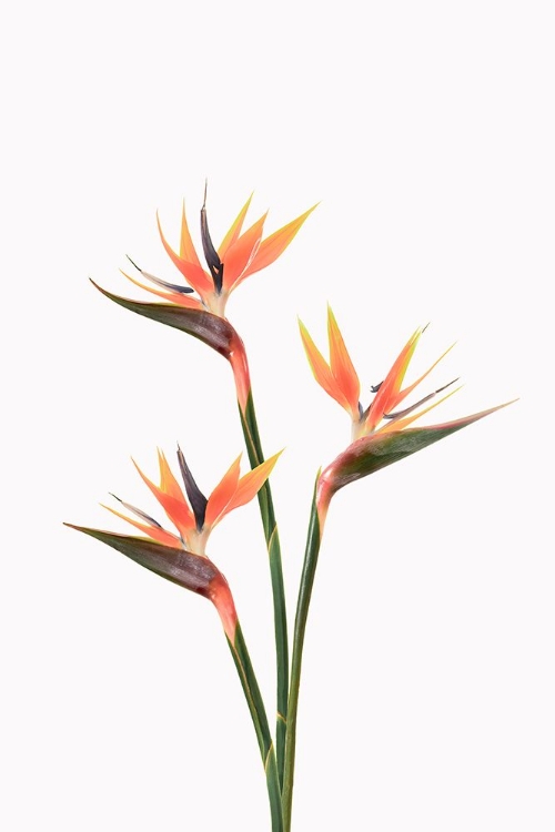 Picture of BIRDS OF PARADISE