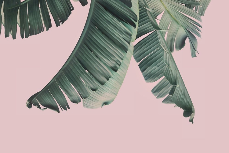 Picture of BLUSH BANANA LEAVES