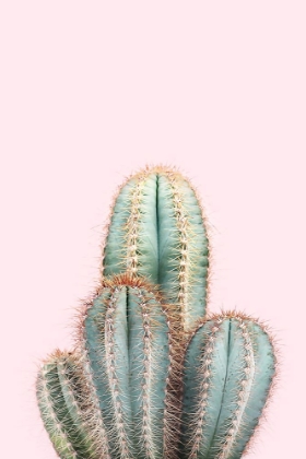 Picture of BLUSH CACTUS