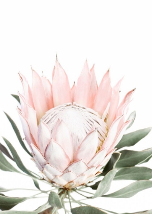 Picture of BLUSH PINK PROTEA