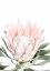 Picture of BLUSH PINK PROTEA