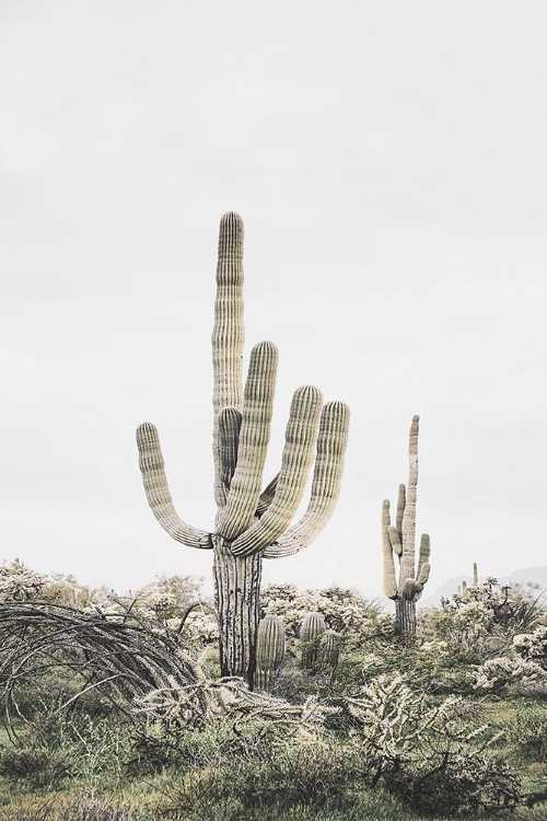 Picture of BLUSH SKY CACTUS