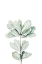 Picture of BOTANICAL II