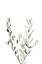 Picture of BOTANICAL III