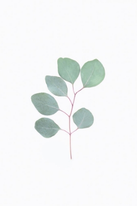 Picture of BOTANICAL LEAF