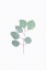 Picture of BOTANICAL LEAF