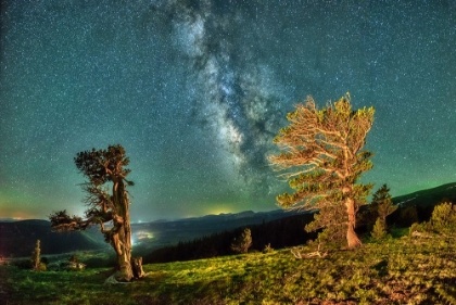 Picture of BRISTLECONE TREE AGAINST A STARRY SKY