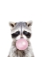 Picture of BUBBLE GUM RACOON