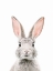 Picture of BUNNY