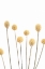 Picture of BUTTONS