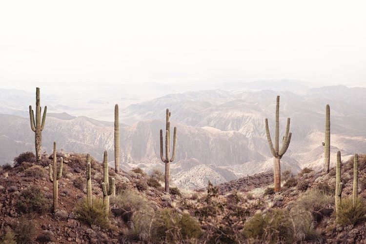 Picture of CACTUS DESERT