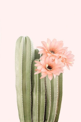 Picture of CACTUS FLOWERS