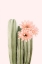 Picture of CACTUS FLOWERS