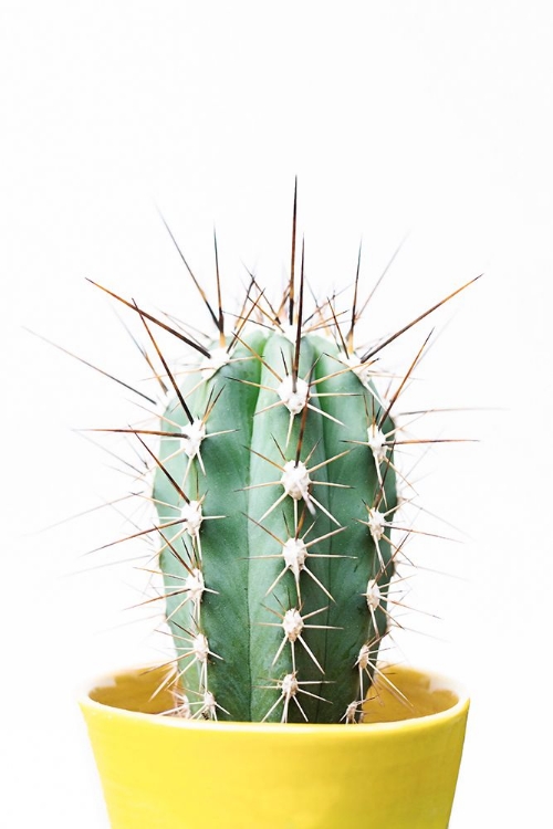 Picture of CACTUS FRIEND