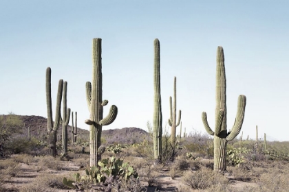 Picture of CACTUS LAND