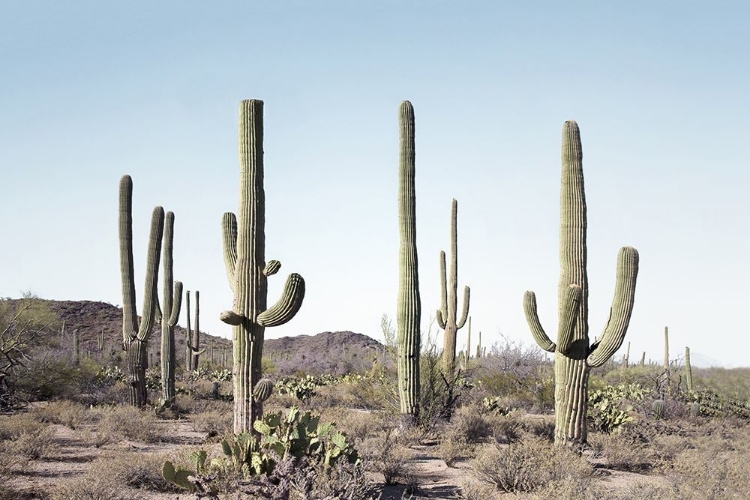 Picture of CACTUS LAND