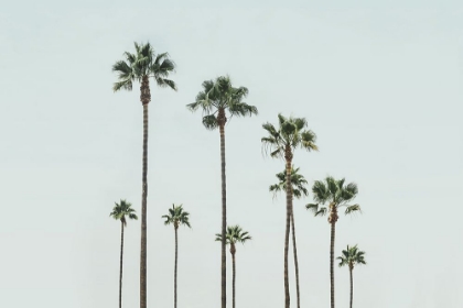 Picture of CALI PALMS