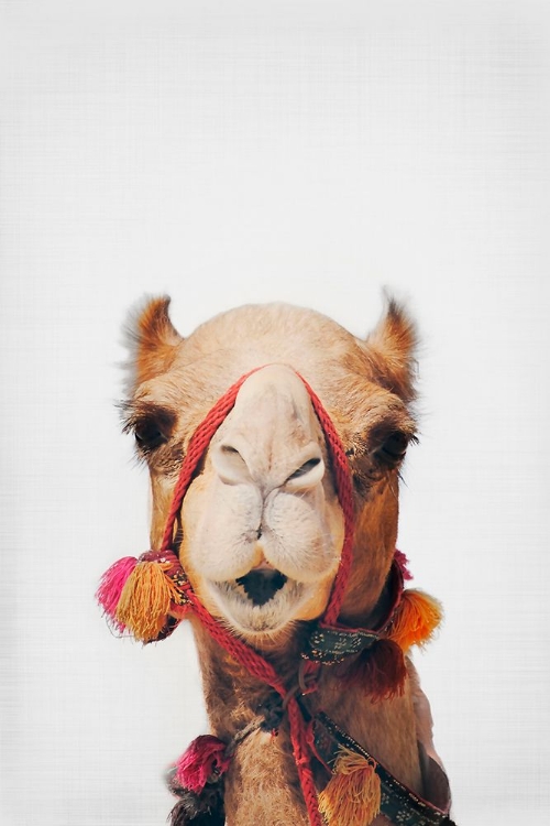 Picture of CAMEL