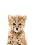 Picture of CHEETAH