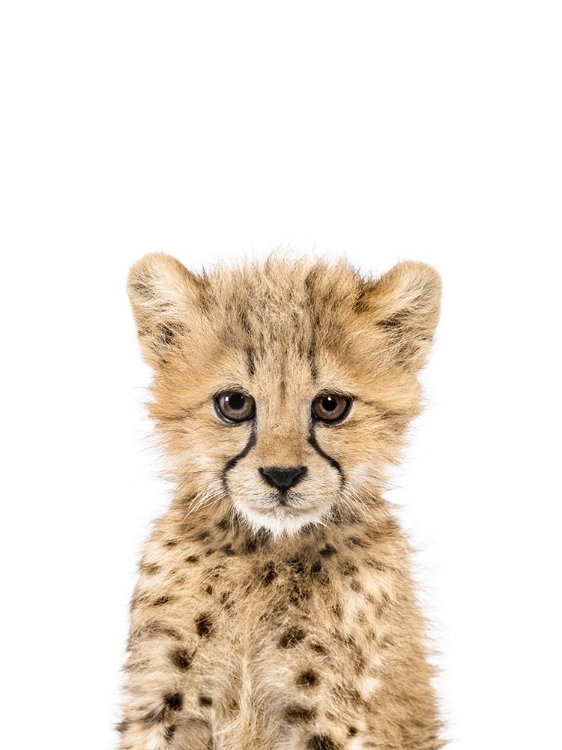 Picture of CHEETAH