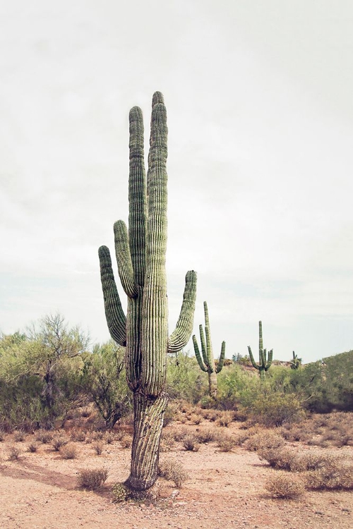 Picture of DESERT CACTUS