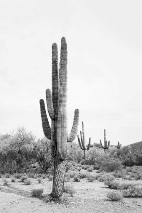 Picture of DESERT CACTUS BANDW