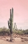 Picture of DESERT CACTUS BLUSH