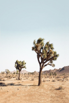 Picture of DESERT TREE