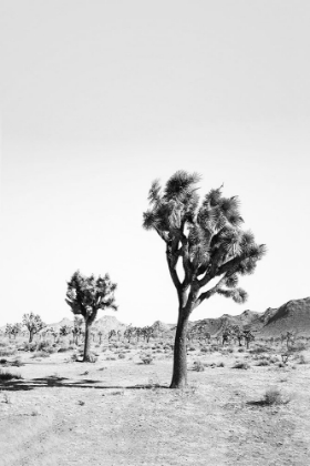Picture of DESERT TREE IN BLACK AND WHITE