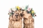 Picture of DRAMA LLAMAS