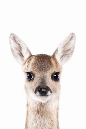 Picture of FAWN