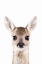 Picture of FAWN