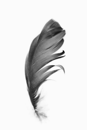 Picture of FEATHER