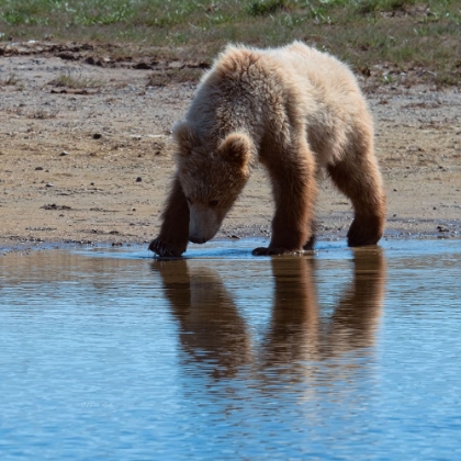 Picture of GRIZZLY CUB DRINKING FROM STREAM