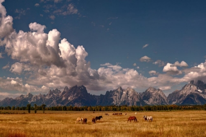 Picture of HORSES IN GRAND TETON NATIONAL PARK