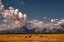 Picture of HORSES IN GRAND TETON NATIONAL PARK