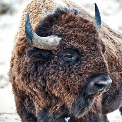 Picture of IN THE PRESENCE OF BISON