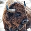 Picture of IN THE PRESENCE OF BISON