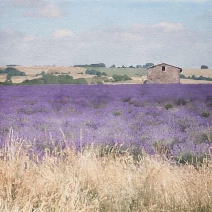 Picture of LAVENDER FIELD 1