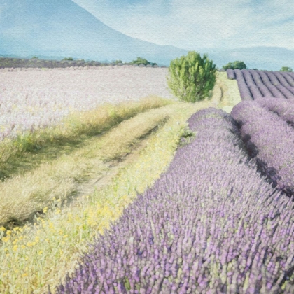Picture of LAVENDER FIELD 2