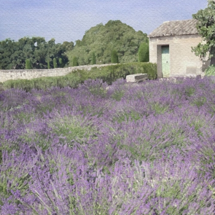 Picture of LAVENDER FIELD 3