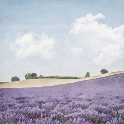 Picture of LAVENDER FIELD 4