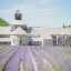 Picture of LAVENDER FIELD 5