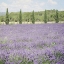 Picture of LAVENDER FIELD 6