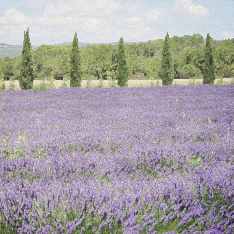 Picture of LAVENDER FIELD 6