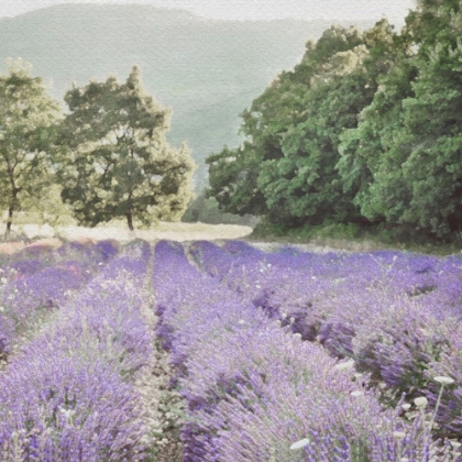 Picture of LAVENDER FIELD 7