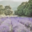 Picture of LAVENDER FIELD 7