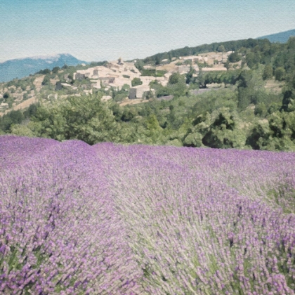 Picture of LAVENDER FIELD 8
