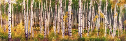 Picture of LEAF-CHANGING ASPEN GROVE PANORAMA